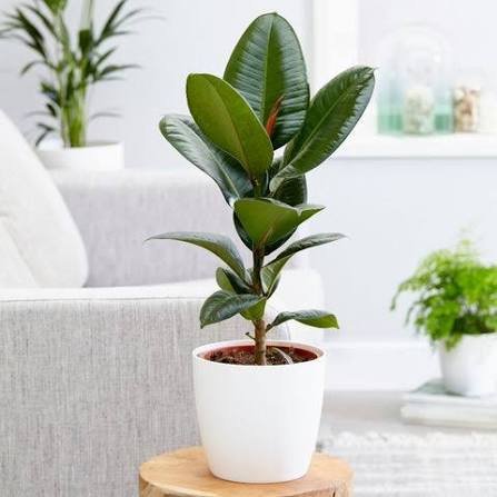 Indoor Plant